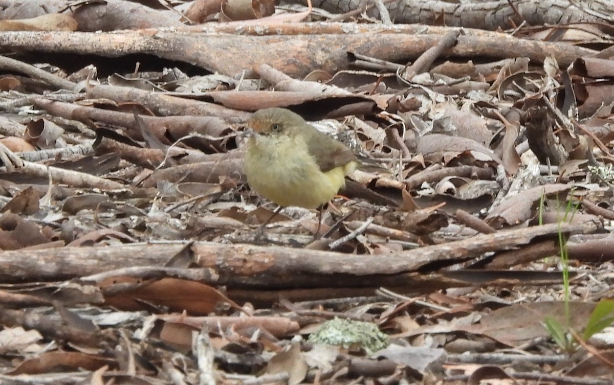 Acanthize à croupion beige - ML644129404