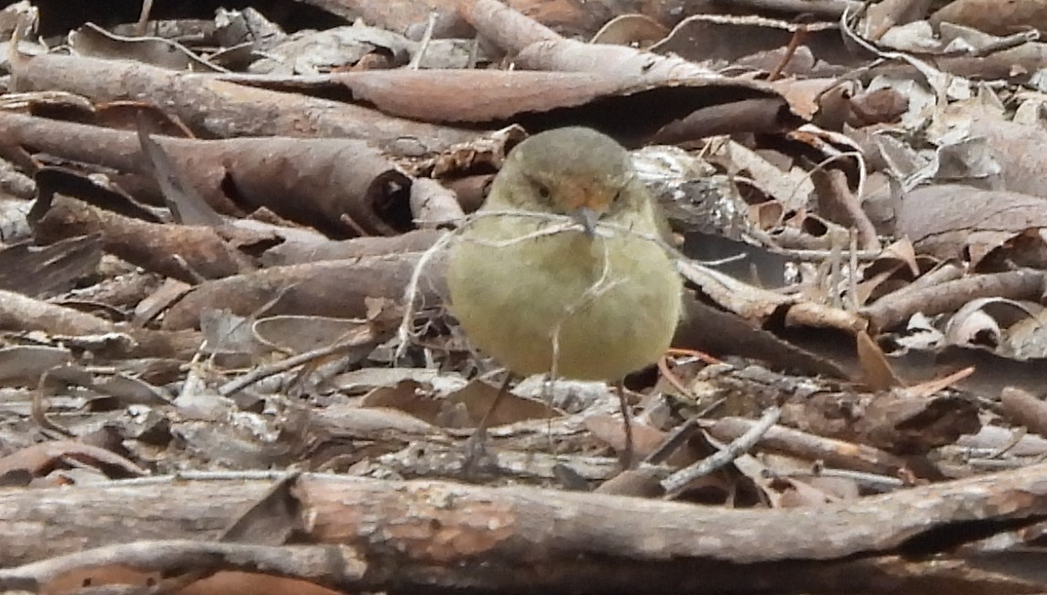 Acanthize à croupion beige - ML644129405