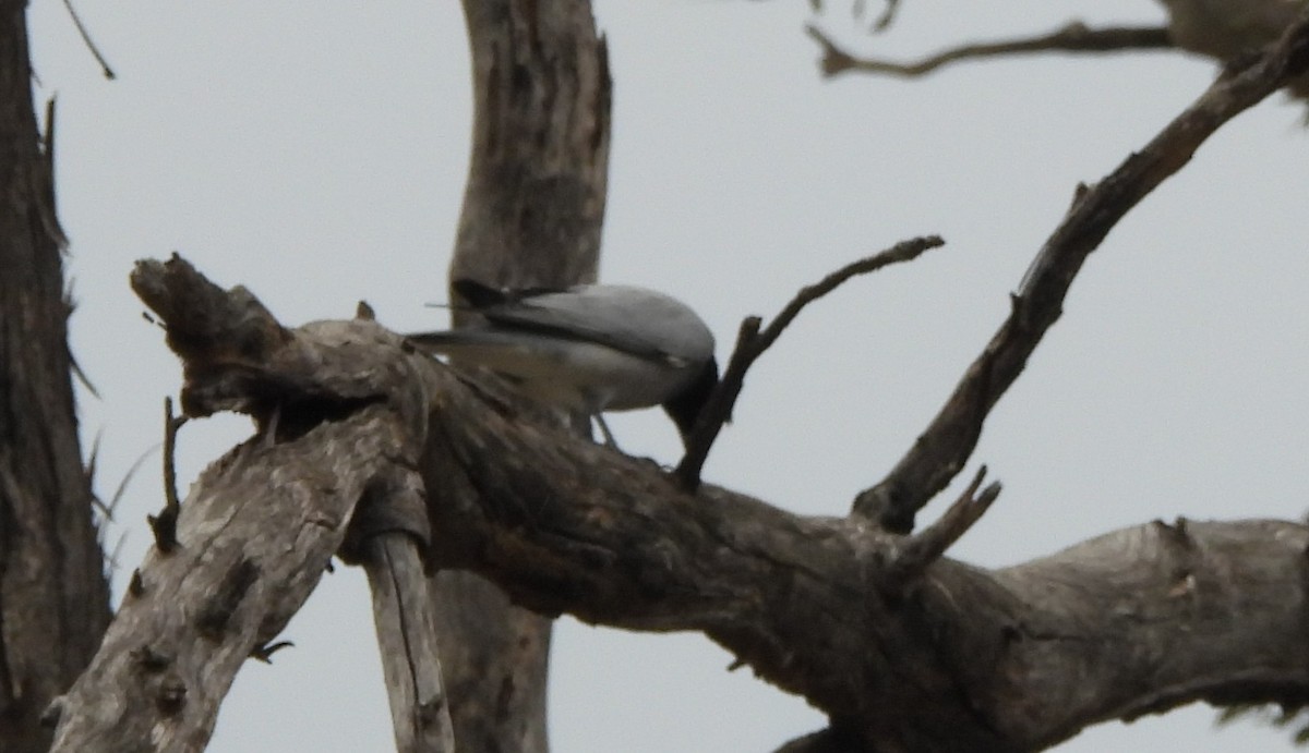 Black-faced Cuckooshrike - ML644129422