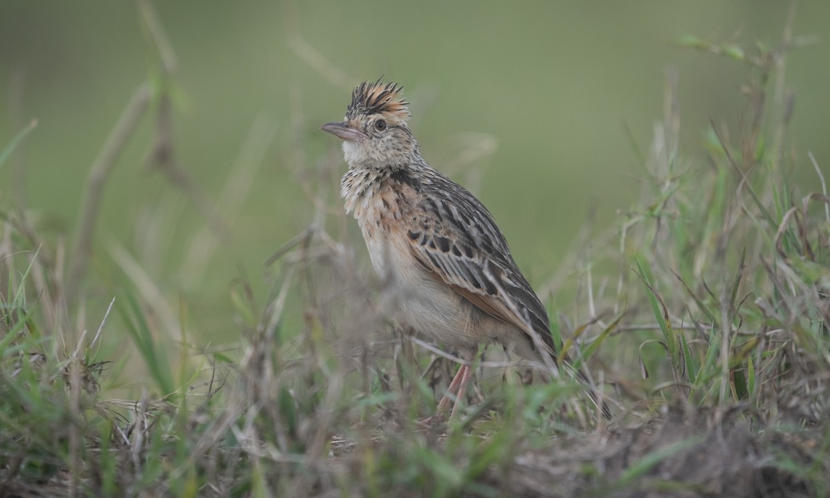 Serengeti Kızıl Enseli Toygarı - ML644129466