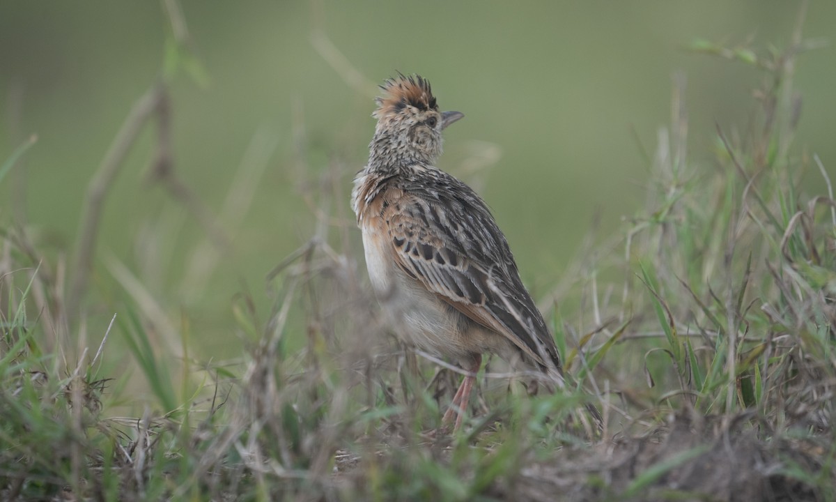 Serengeti Kızıl Enseli Toygarı - ML644129467