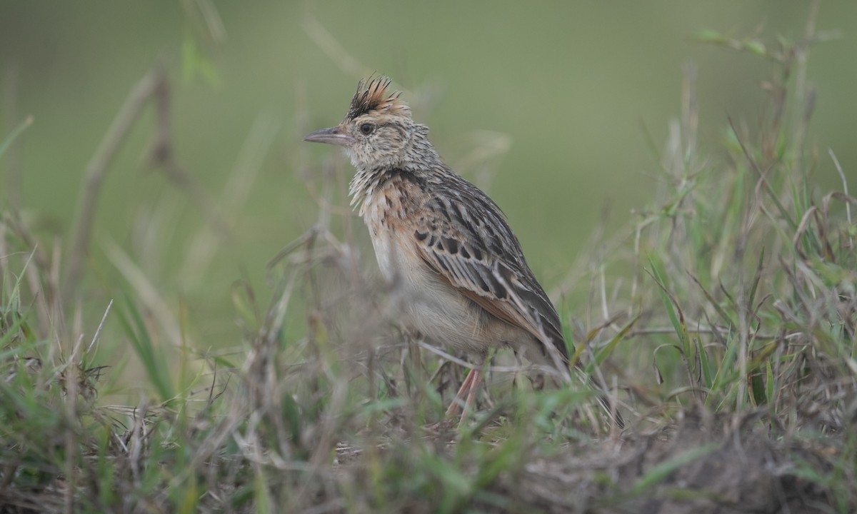 Serengeti Kızıl Enseli Toygarı - ML644129468