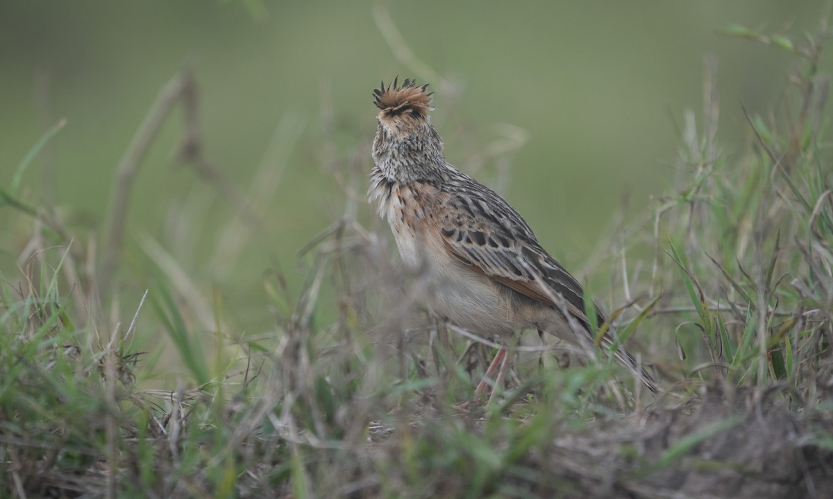 Serengeti Kızıl Enseli Toygarı - ML644129469
