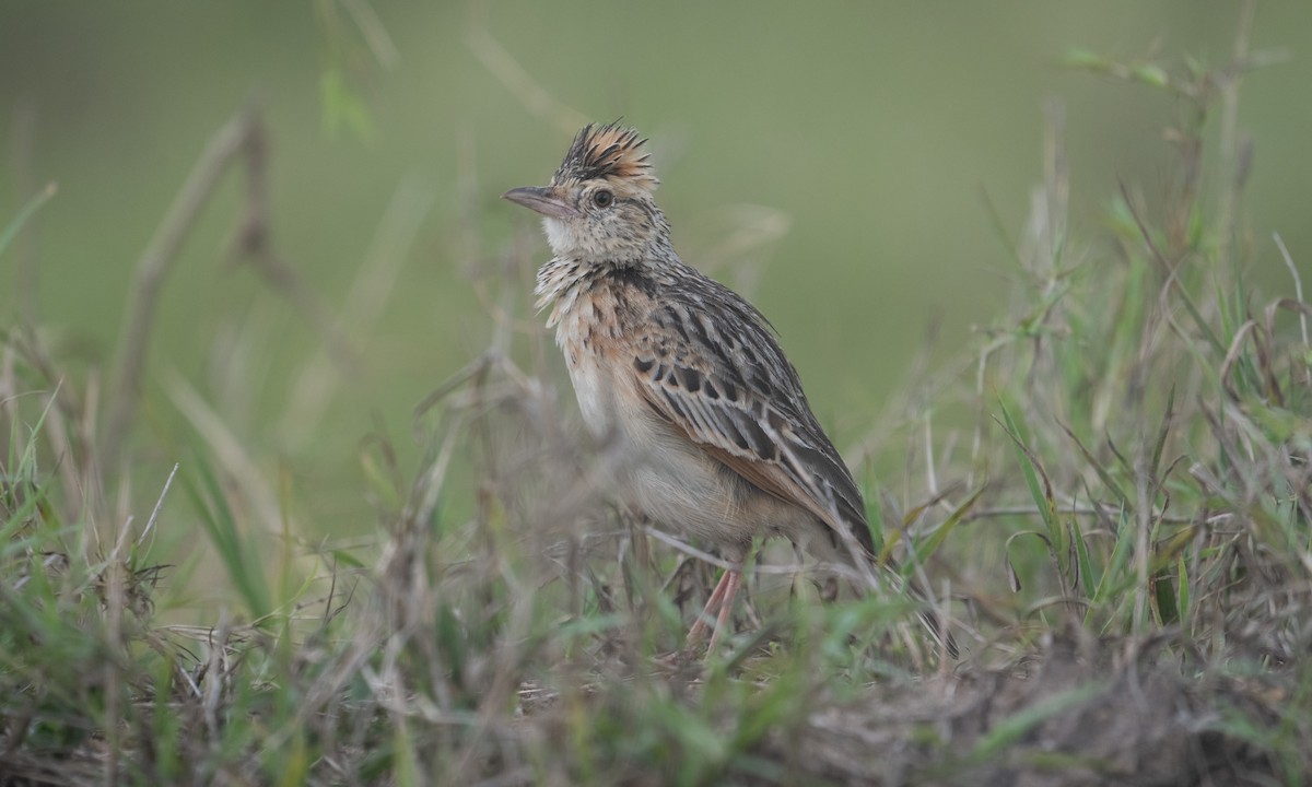 Serengeti Kızıl Enseli Toygarı - ML644129470
