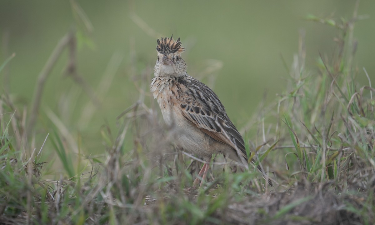 Serengeti Kızıl Enseli Toygarı - ML644129471