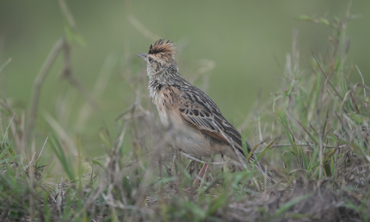Serengeti Kızıl Enseli Toygarı - ML644129472
