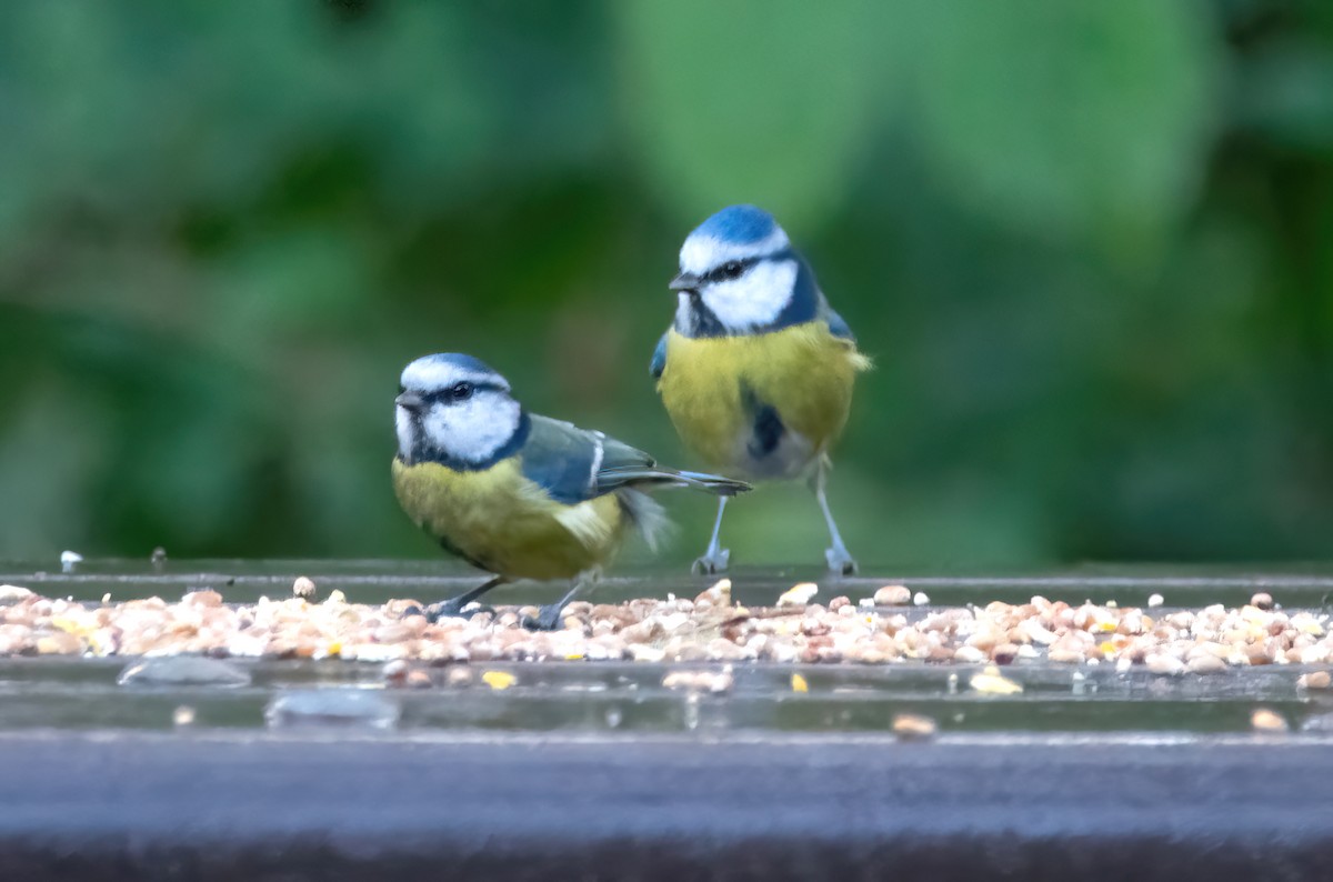 Mésange bleue - ML644129492