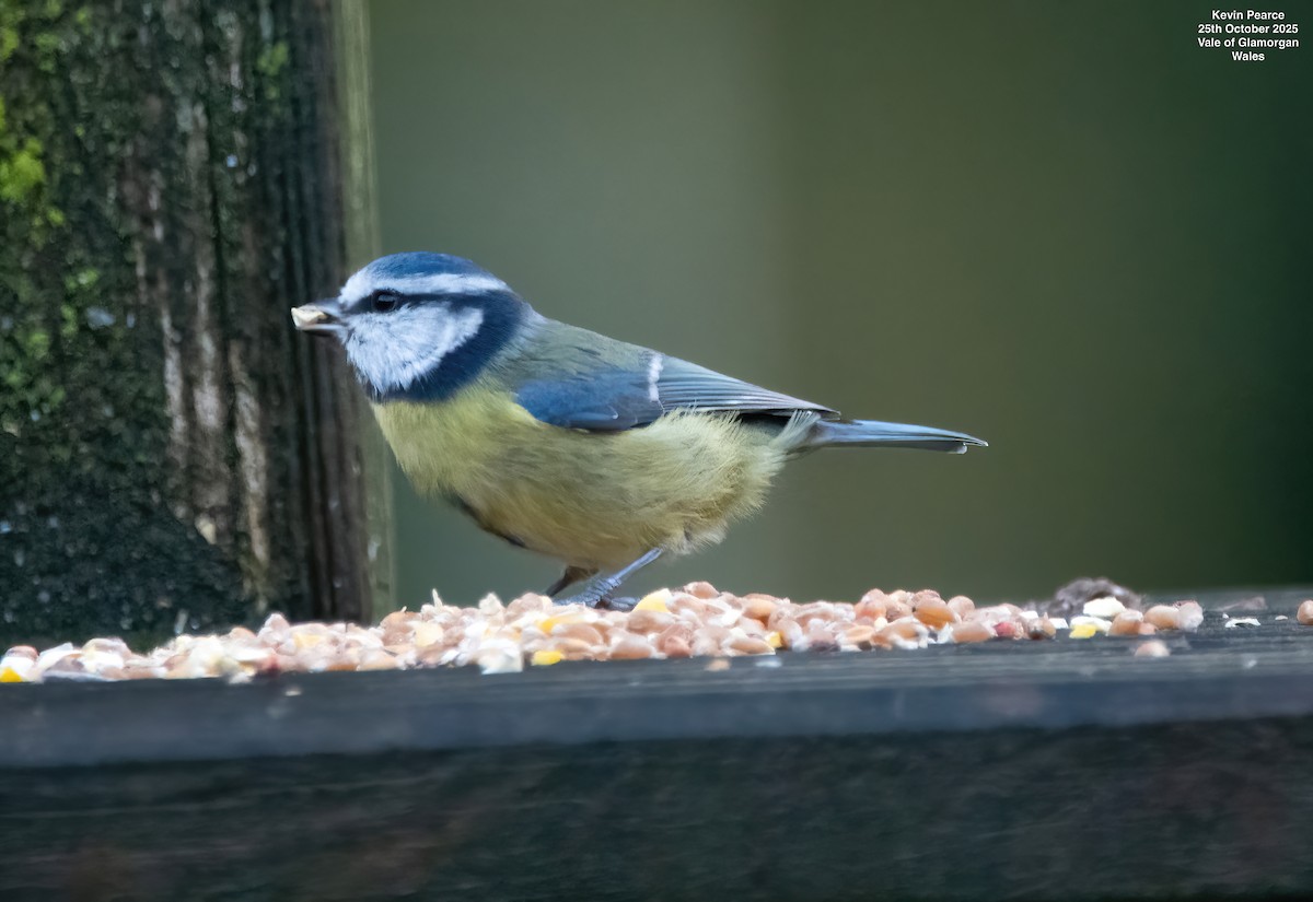 Mésange bleue - ML644129493
