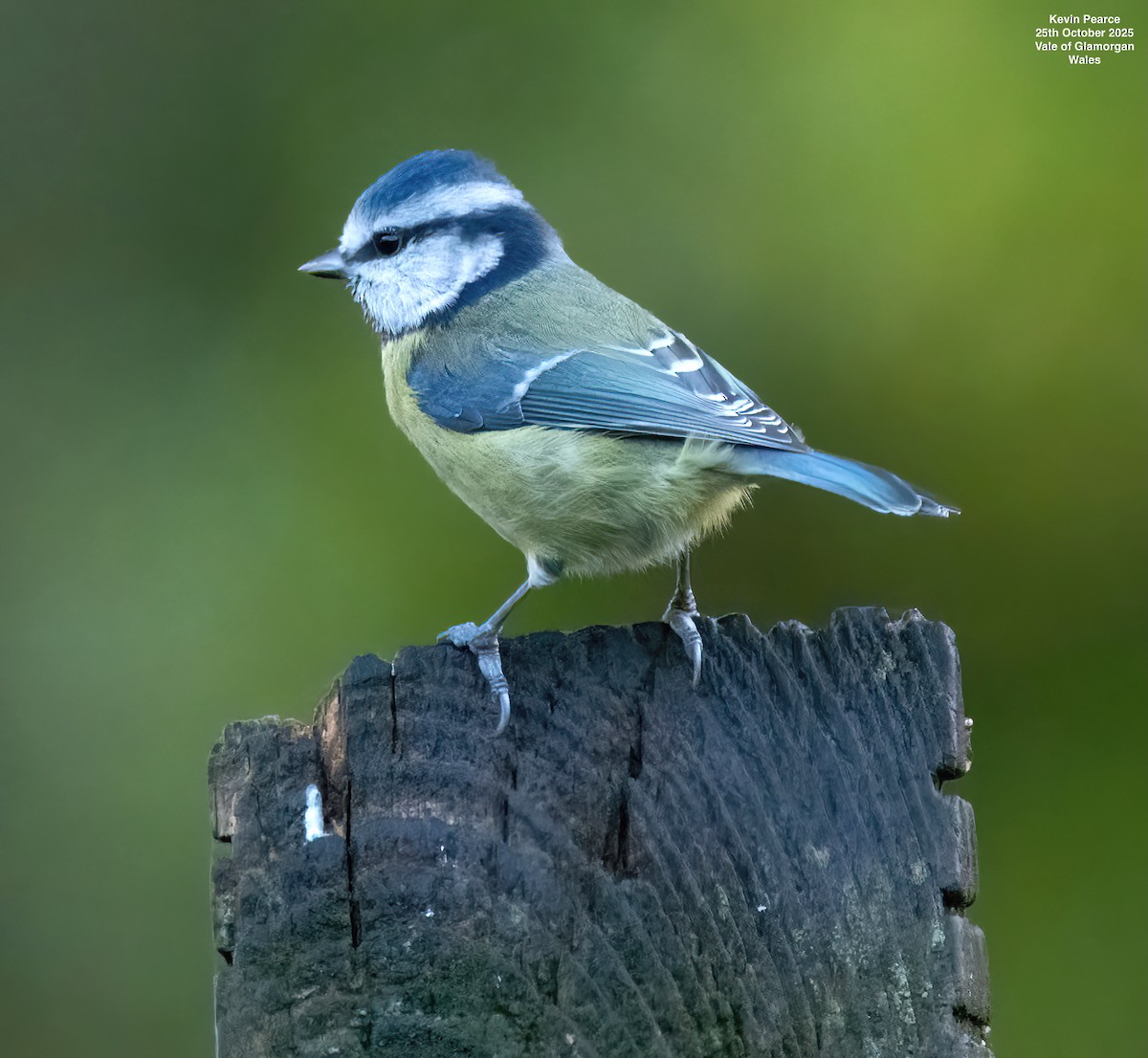 Mésange bleue - ML644129498