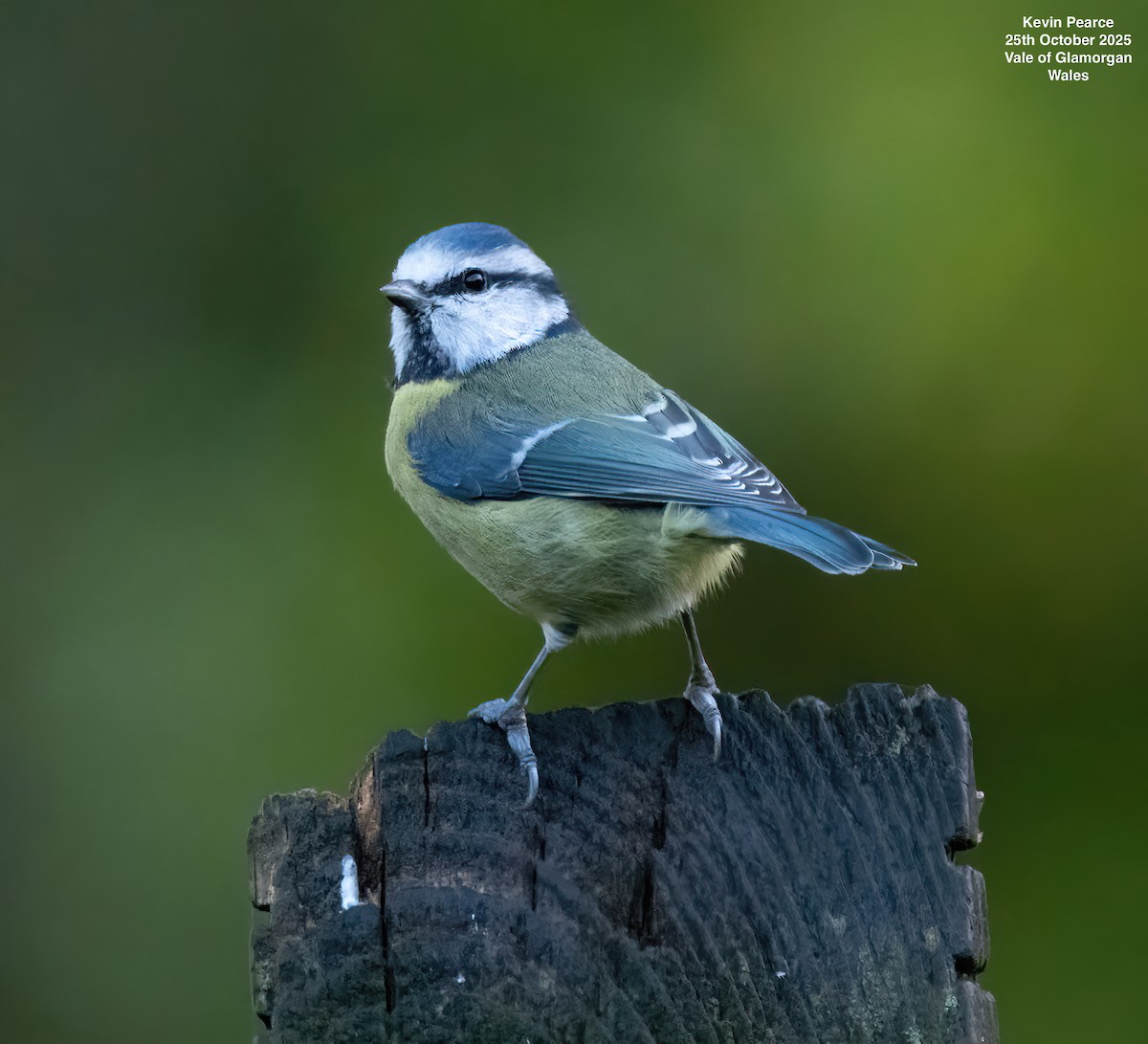 Mésange bleue - ML644129499
