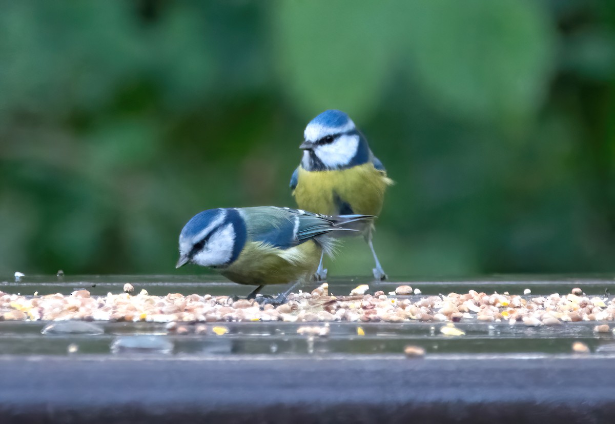 Mésange bleue - ML644129500