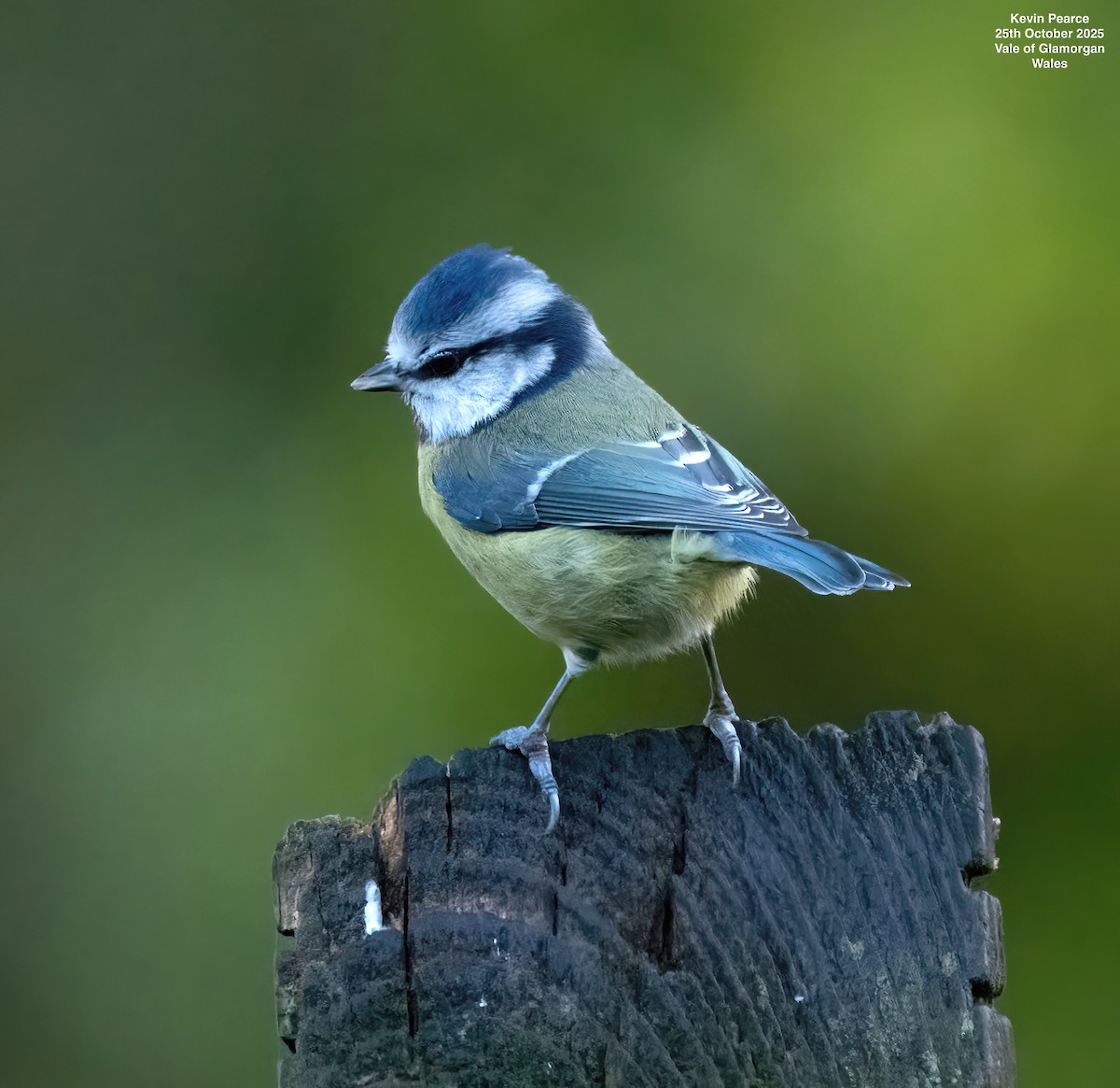 Mésange bleue - ML644129501