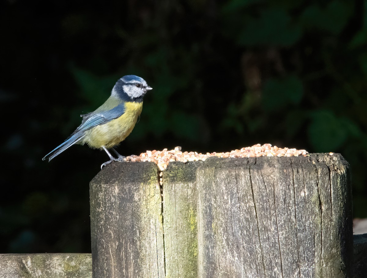 Mésange bleue - ML644129502