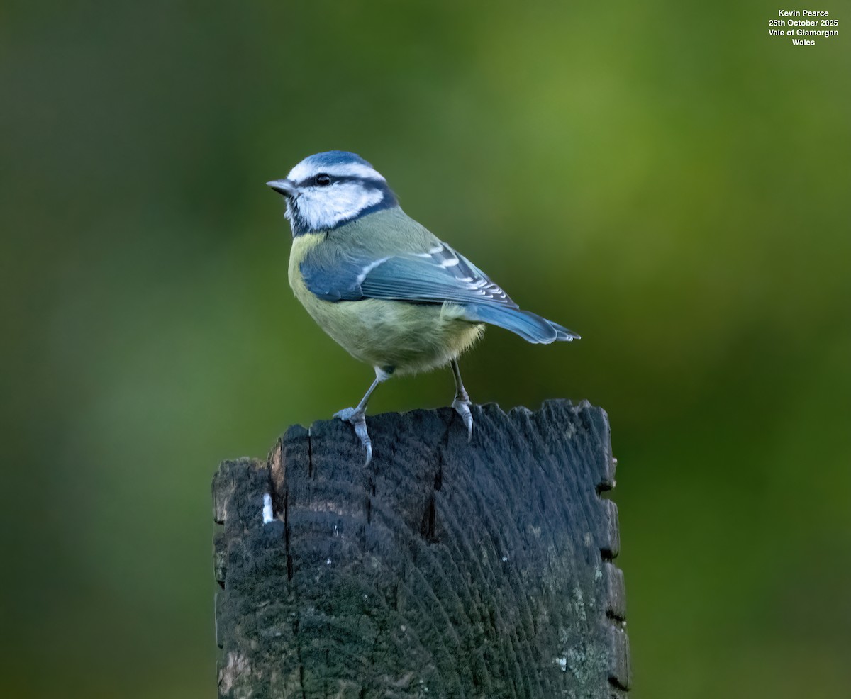 Mésange bleue - ML644129503