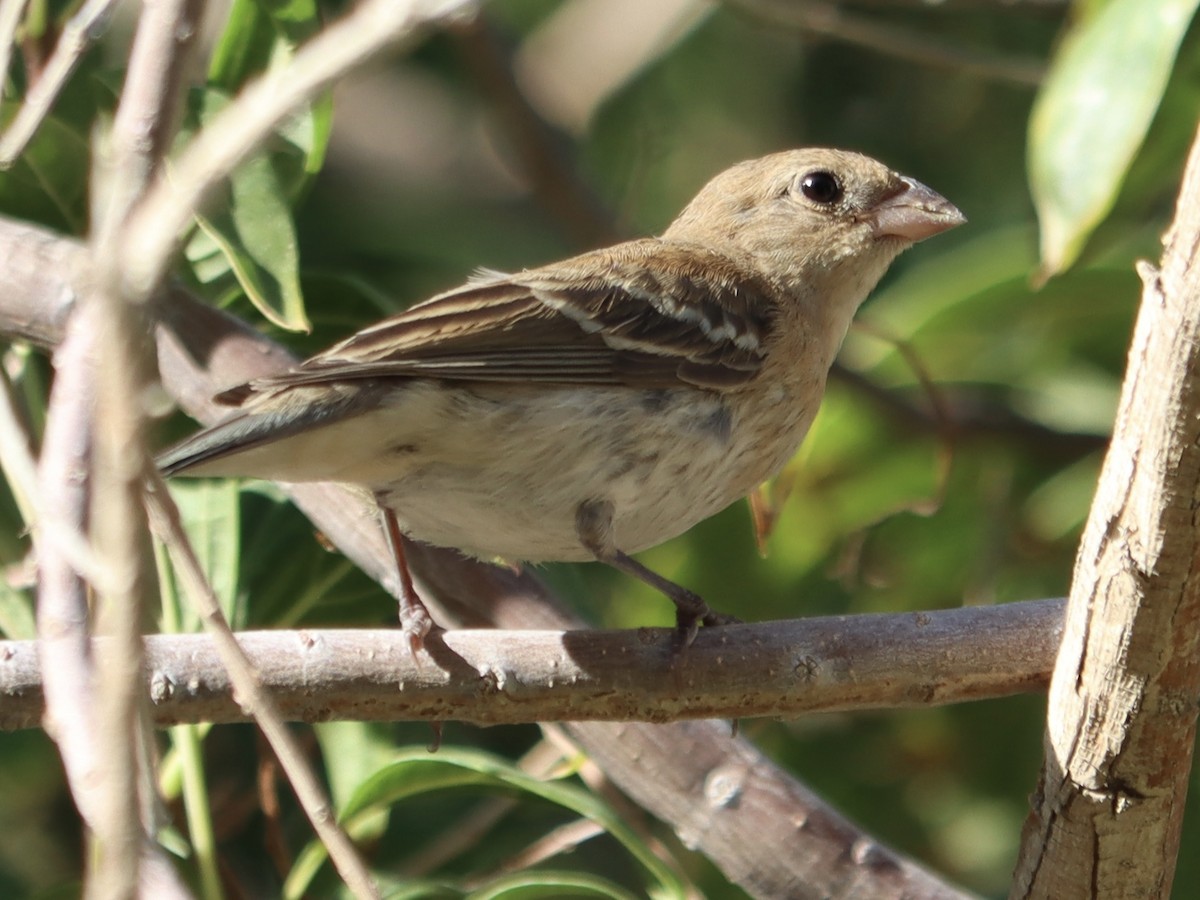 Lazuli Bunting - ML644129507