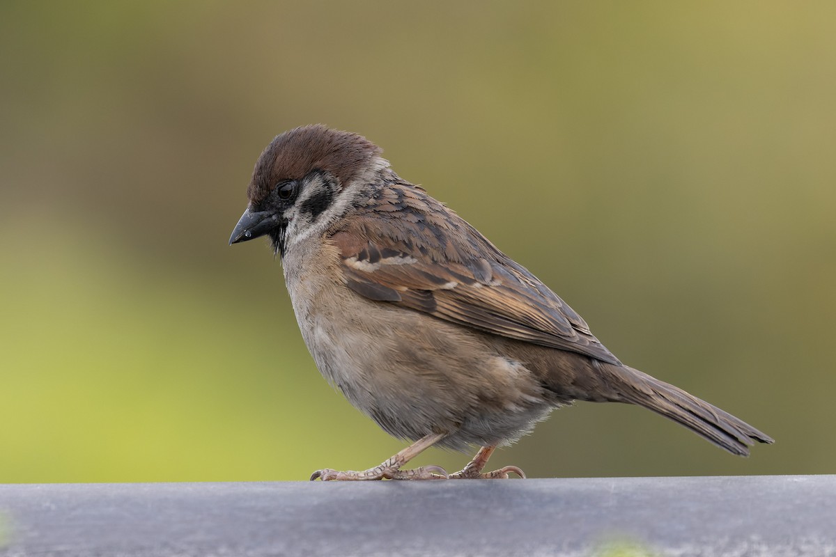 Moineau friquet - ML644129520
