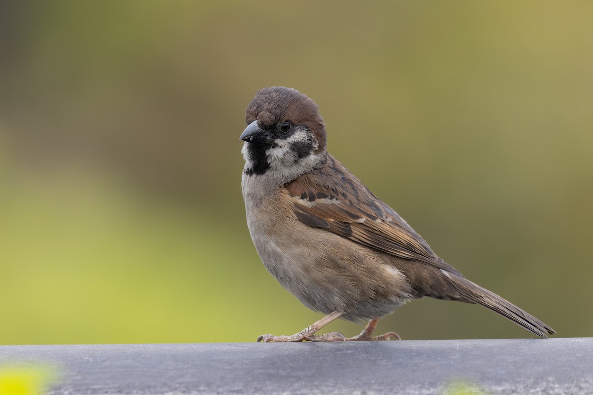 Moineau friquet - ML644129521