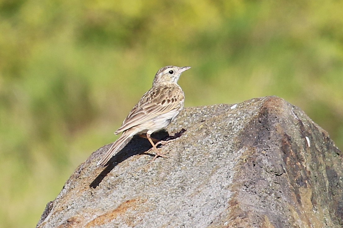 Pipit d'Australie - ML644129530
