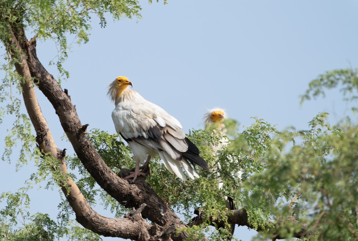 エジプトハゲワシ - ML644129532