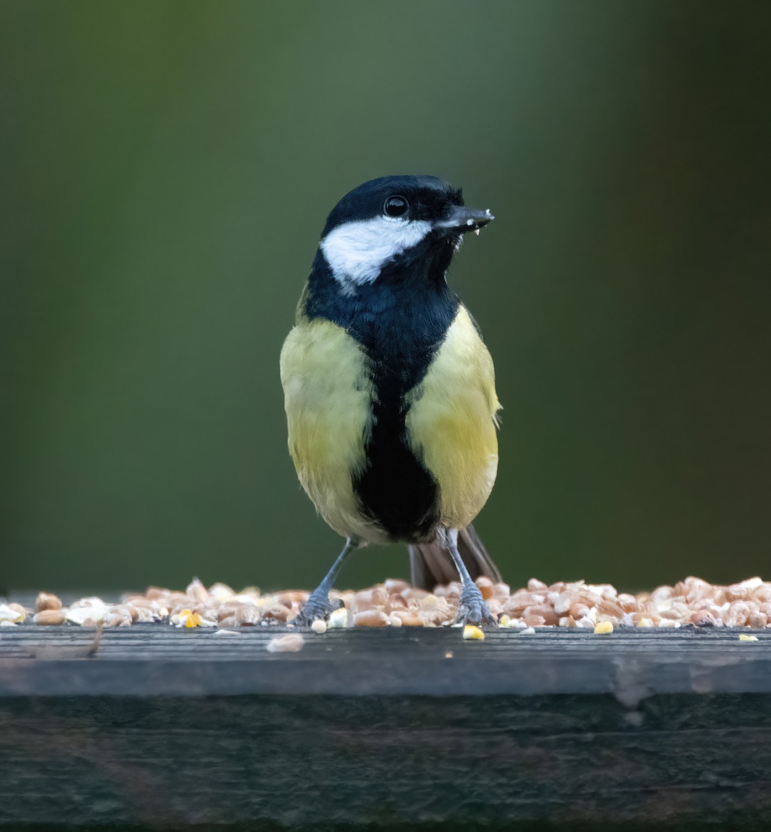 Mésange charbonnière - ML644129534