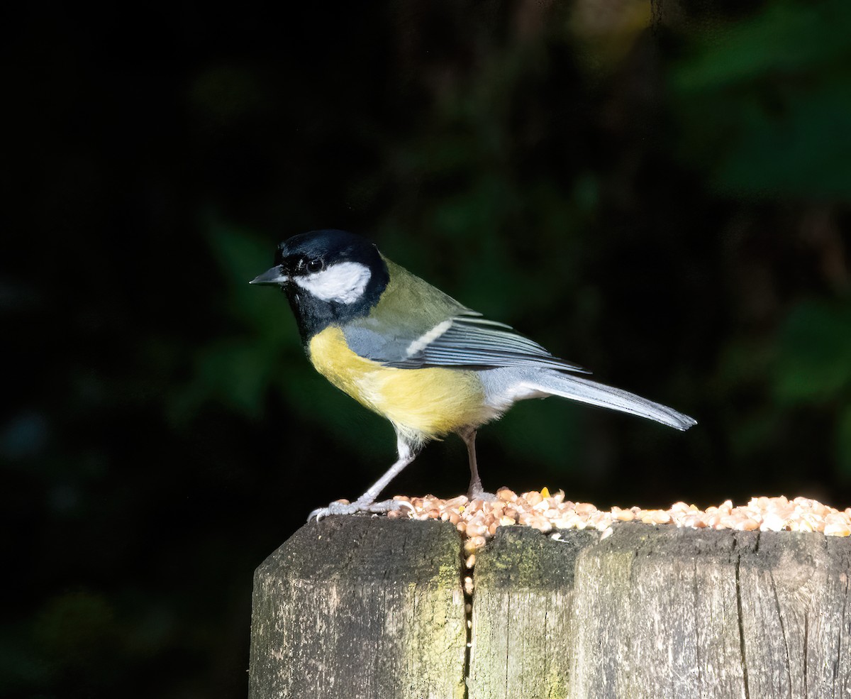 Mésange charbonnière - ML644129536