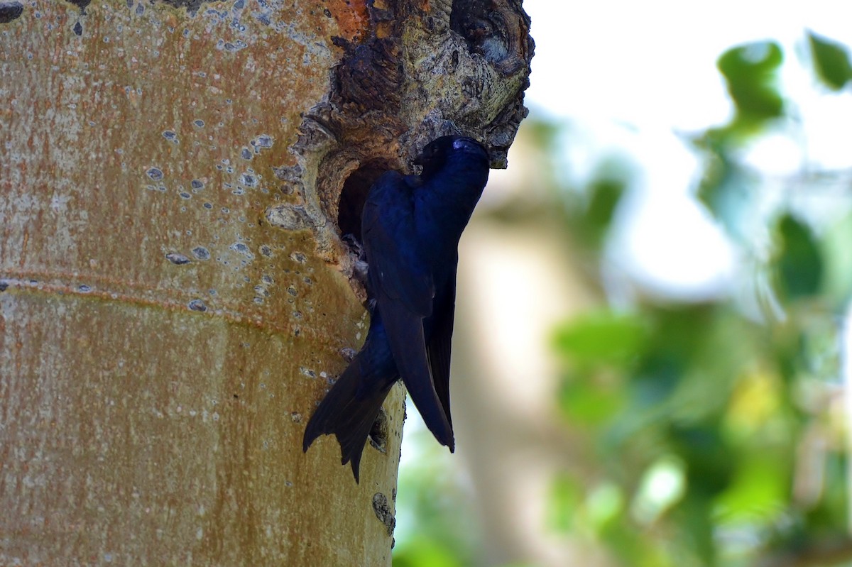 Purple Martin - James Hoffman