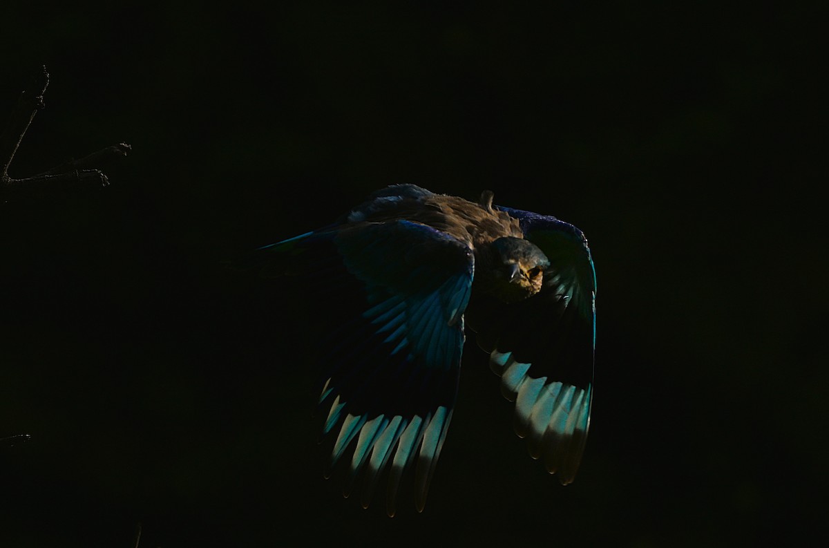 Indian Roller - ML644129619