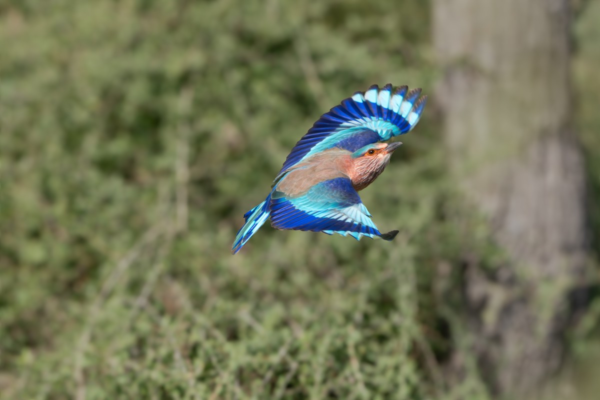 Indian Roller - ML644129625