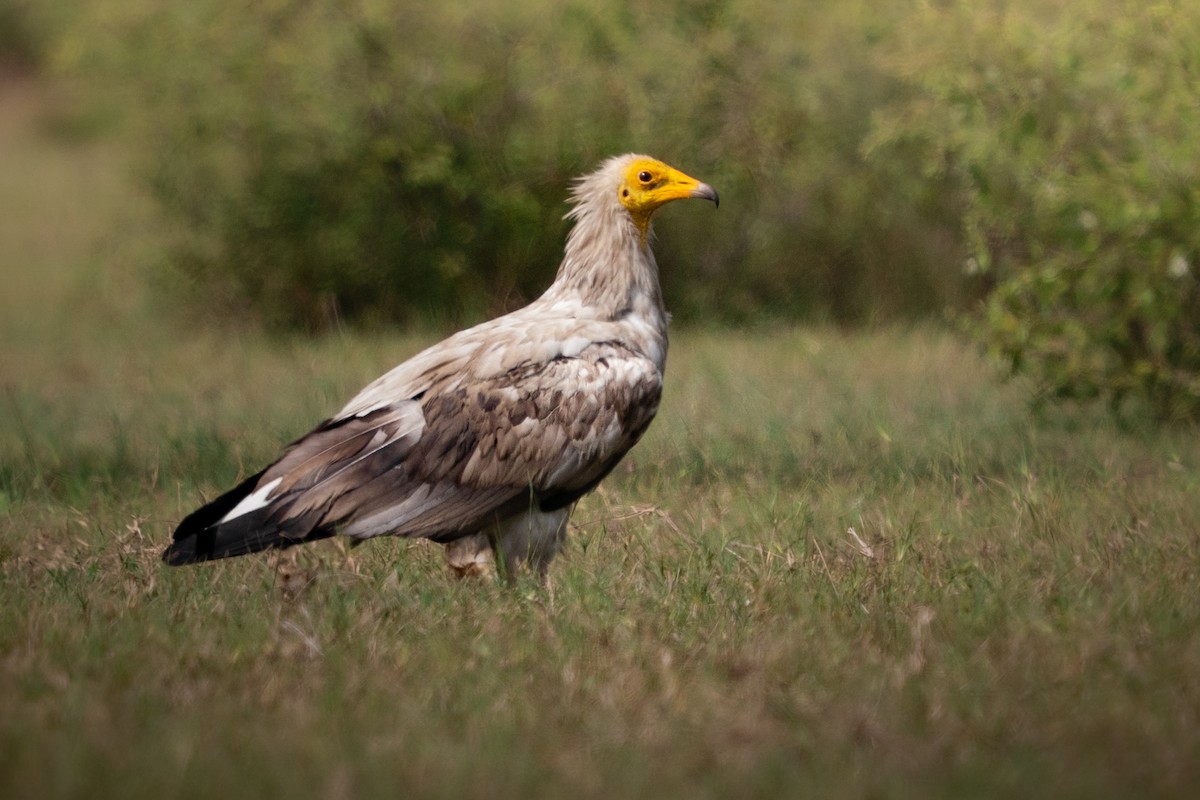 エジプトハゲワシ - ML644129626