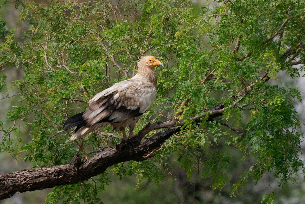 エジプトハゲワシ - ML644129627