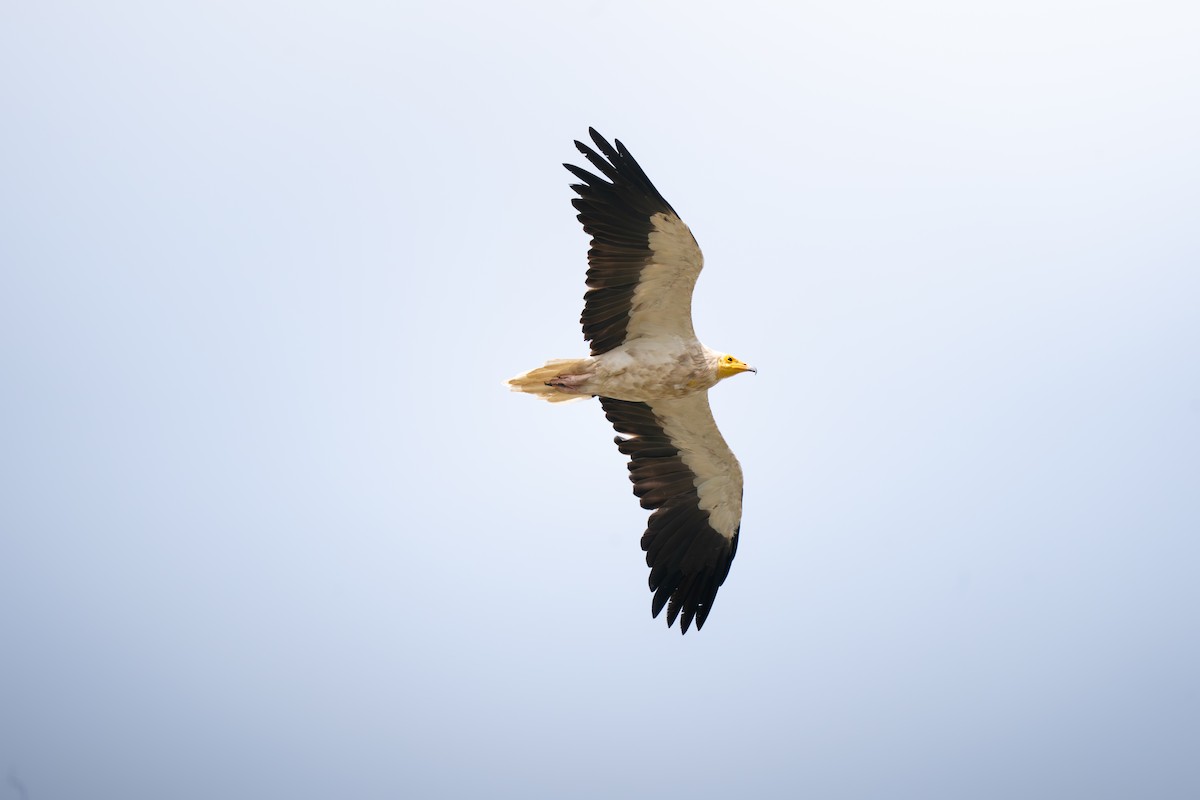 エジプトハゲワシ - ML644129628