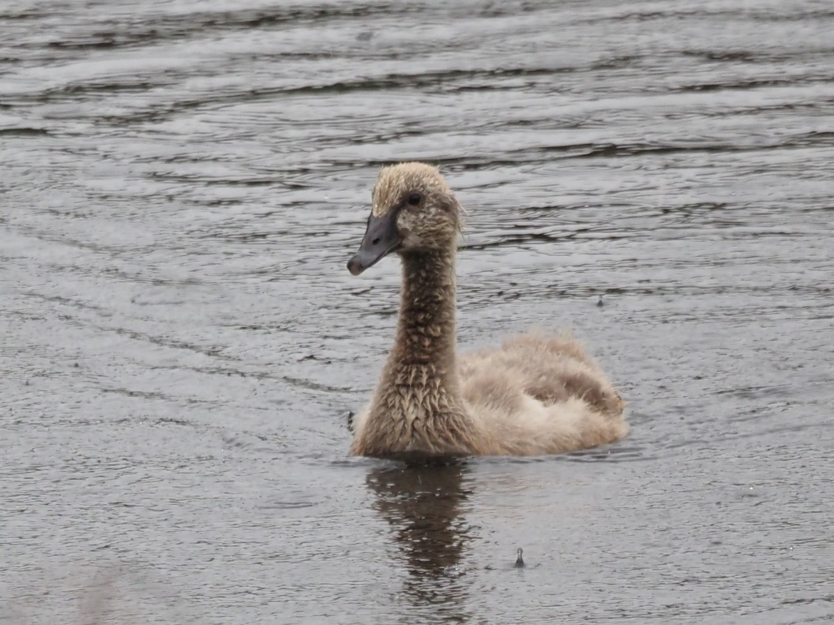 Black Swan - ML644129654