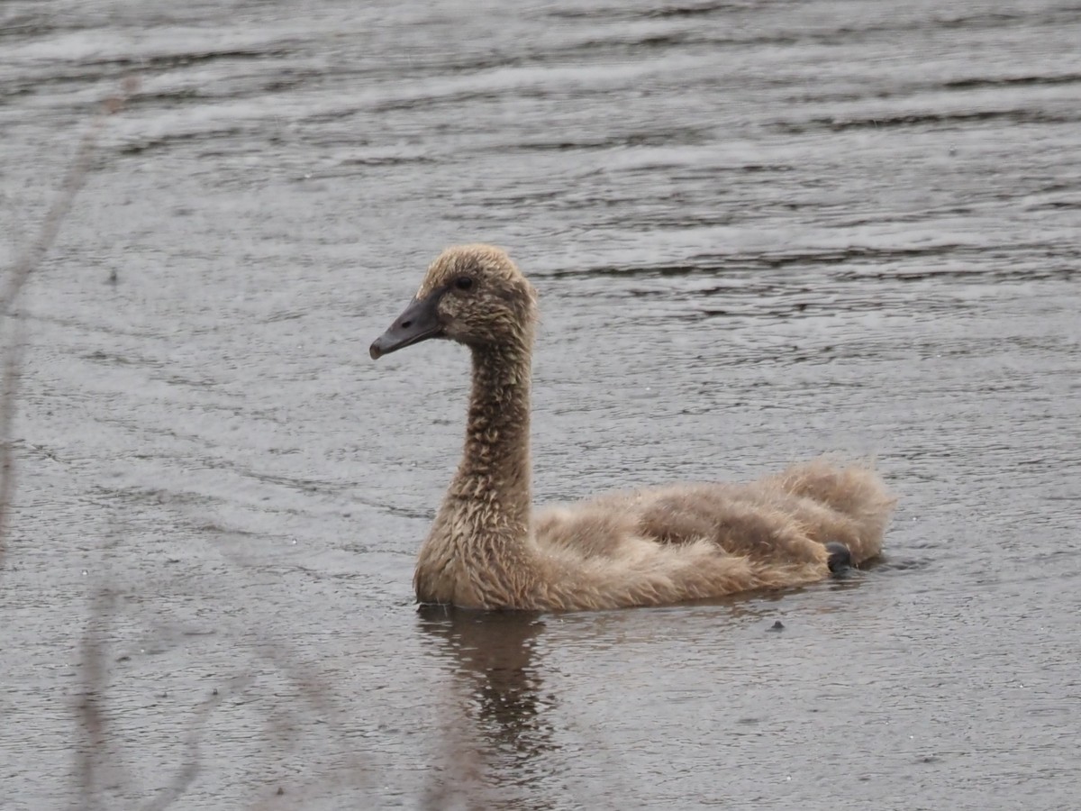 Black Swan - ML644129655