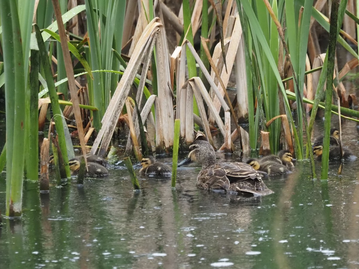 Pacific Black Duck - ML644129667