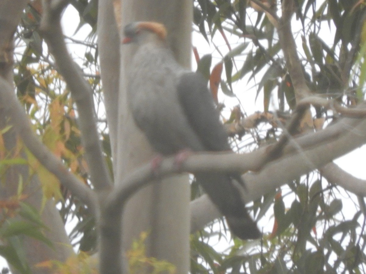 parykkdue - ML644129671