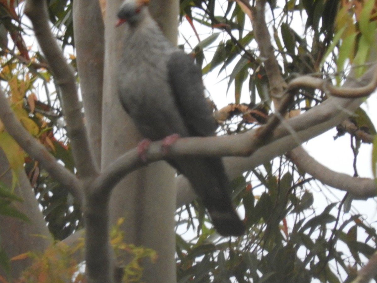 parykkdue - ML644129672