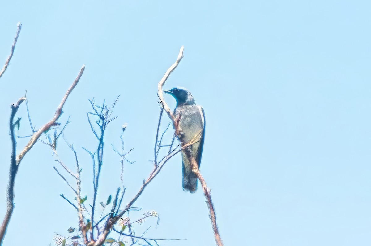 Black-faced Cuckooshrike - ML644129701