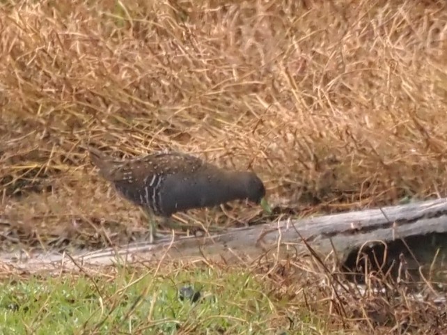 Australian Crake - ML644129702