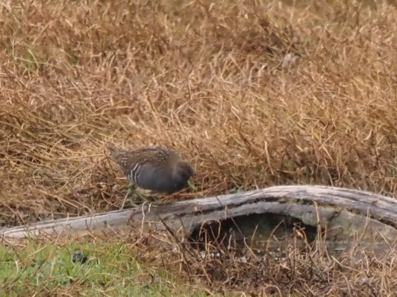 Australian Crake - ML644129703
