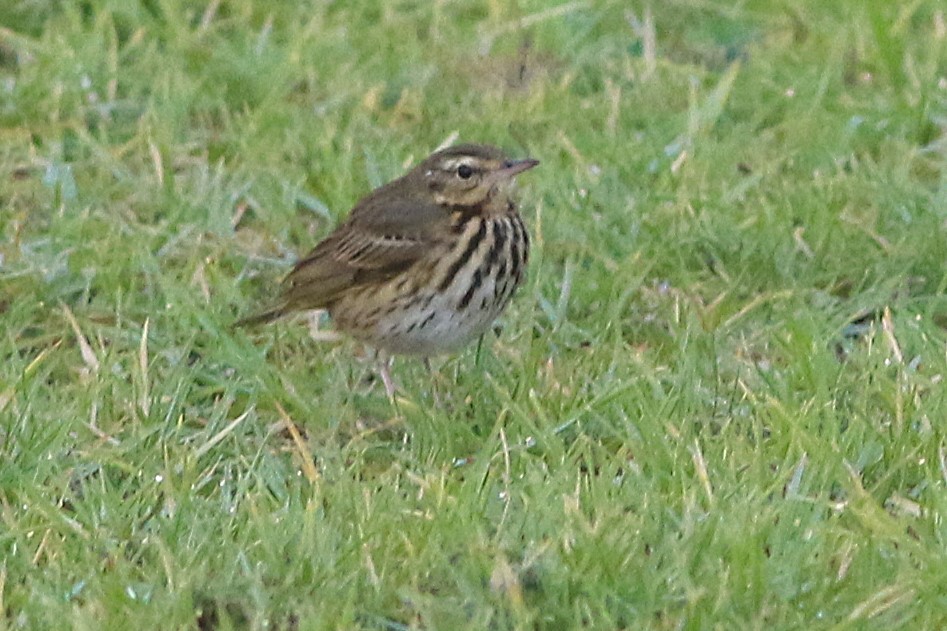 Olive-backed Pipit - ML644129704