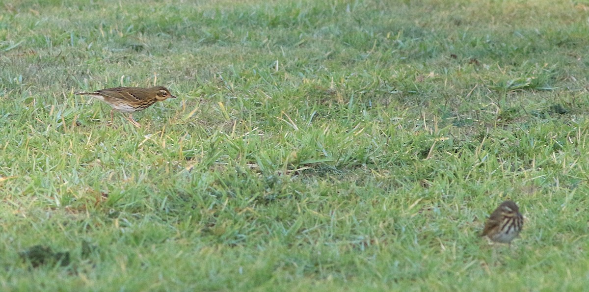 Olive-backed Pipit - ML644129705