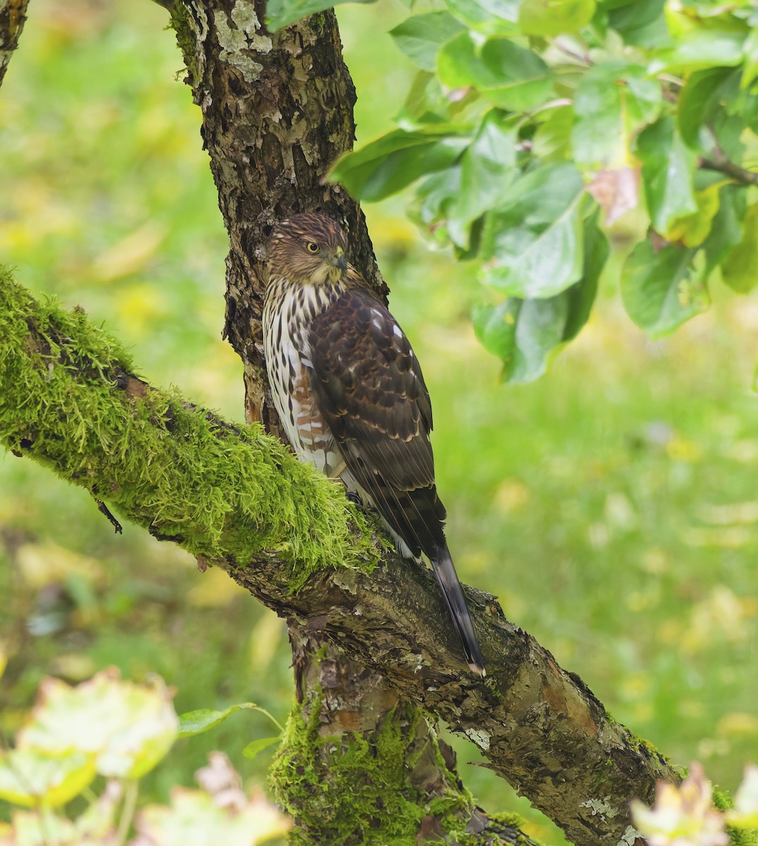 Cooper's Hawk - ML644129715