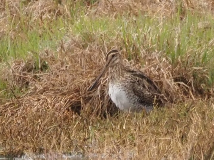 Latham's Snipe - ML644129718