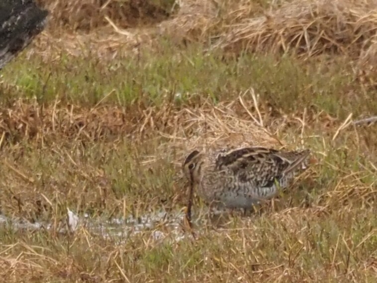 Latham's Snipe - ML644129719