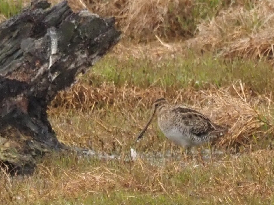 Latham's Snipe - ML644129720