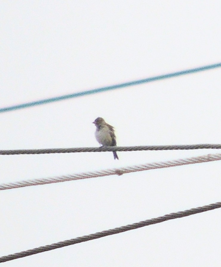 Camachuelo Carminoso - ML644129724