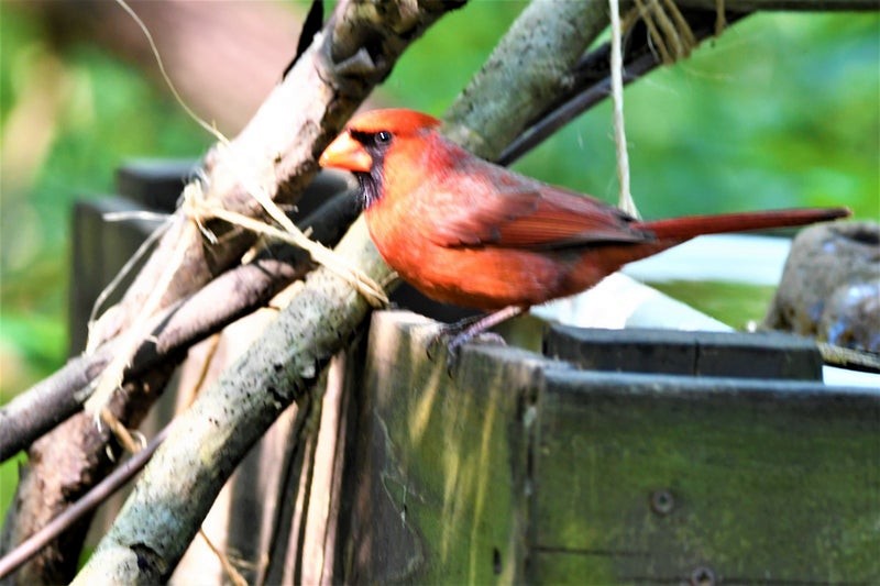 Northern Cardinal - ML644129725