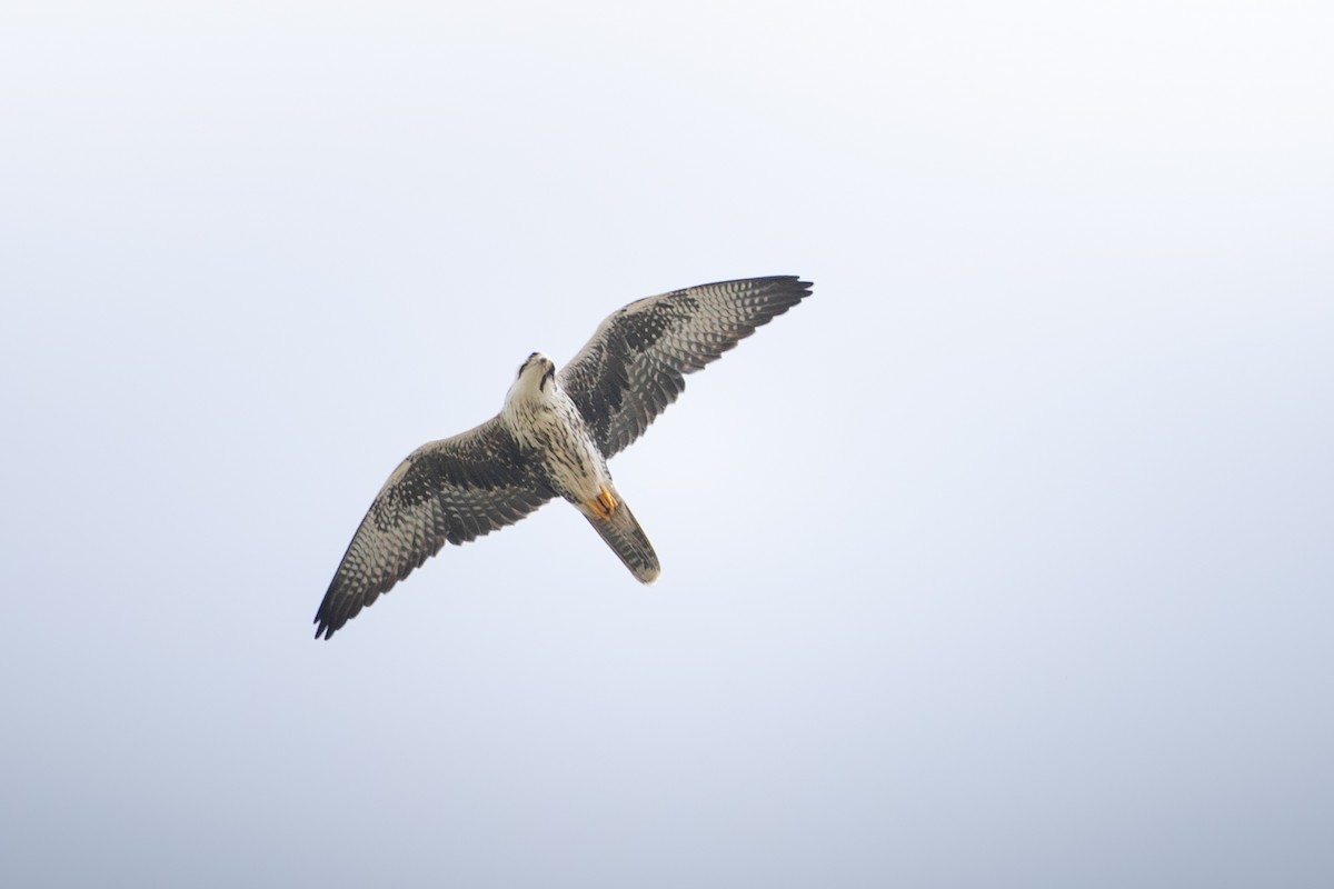 Laggar Falcon - ML644129768