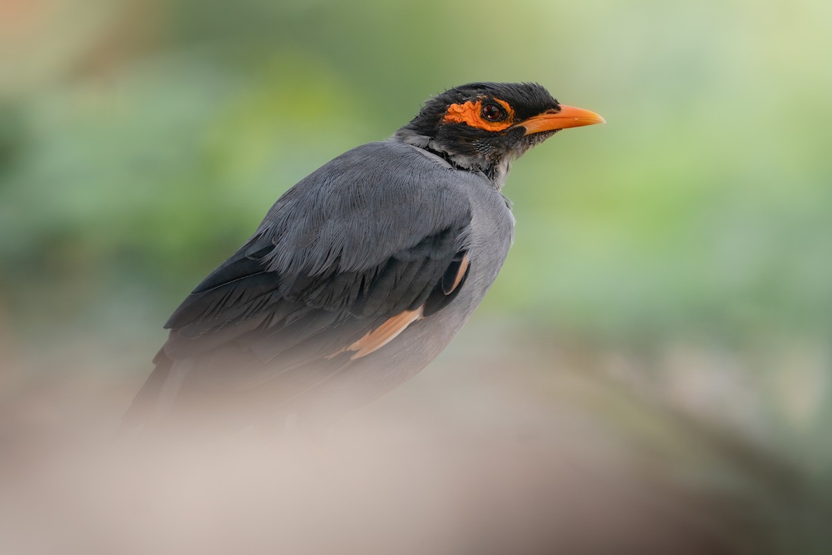 landsbystær - ML644129769