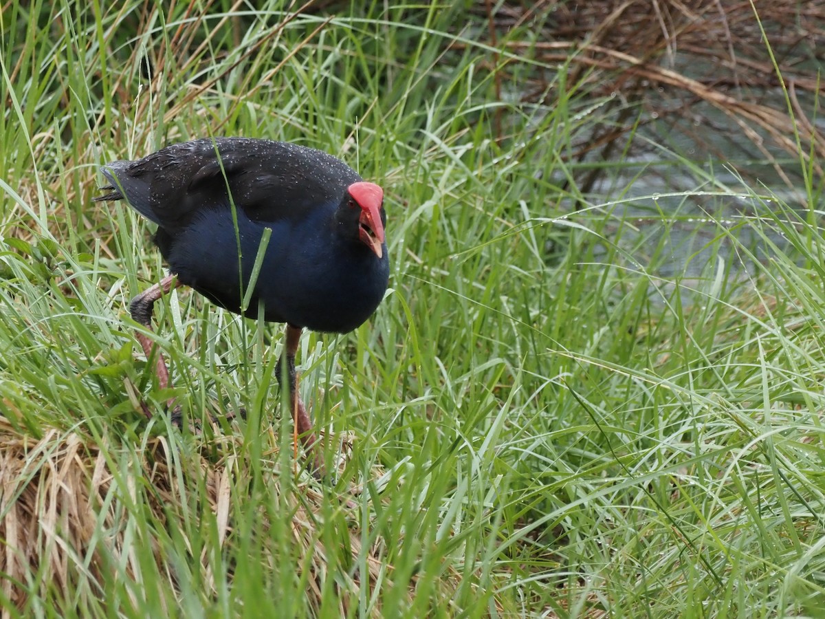 Australasian Swamphen - ML644129786